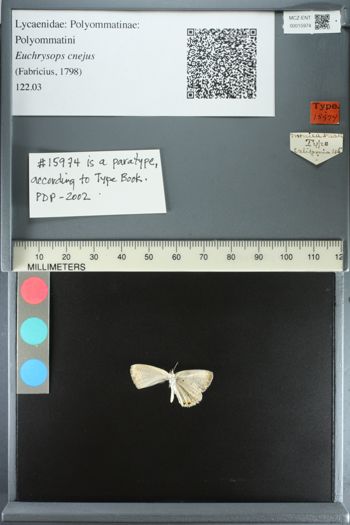 Media type: image;   Entomology 15974